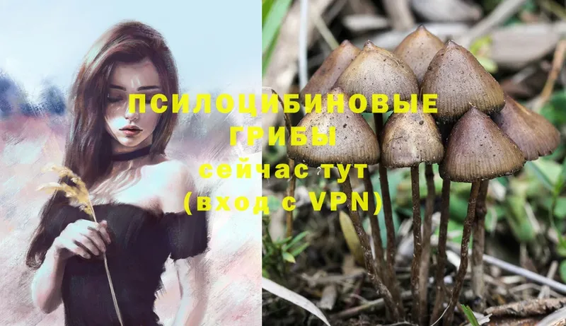 Псилоцибиновые грибы MAGIC MUSHROOMS  mega как войти  Вичуга  где можно купить  